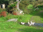 24015 Geese protecting our car.jpg